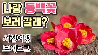 [첫 브이로그] 동백꽃과 함께 하는 서천 힐링 여행 코스 (ft. 동백정, 장항 스카이워크, 판교 마을)