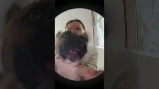 Танцуют все😂 #мем #pets #pedro #recommended #trending #собака