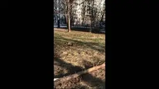 #ЛеонидЕфремов#ШАНСОН#        Утки извращенцы