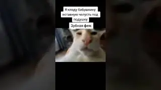 #мемы #приколы #кот #phonk