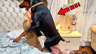 The dog doesn't leave the woman alone. Having learned the reason, the husband called the police!