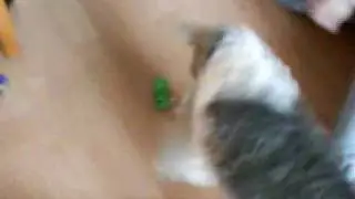 Funny Dog