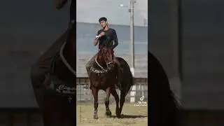 cavalo massa