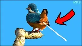 The Winners Of The Greatest Photoshop Battles Ever #3