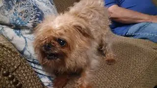 Wickie going berserk
