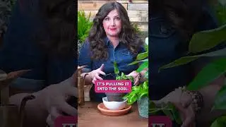 Is there a disadvantage to bottom watering?
