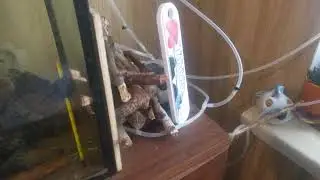 Принцесса Бурунди. #15 восстание в клане...Аякс берет под свой контроль двух самок изгоев. ¥