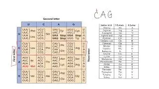 Using a Codon Chart and Wheel