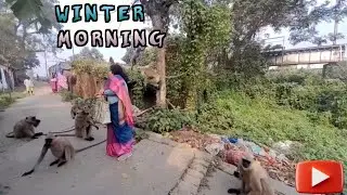 Winter Morning | Monkey Love | Animal Lover | Monkey feeding | Monkey Kids | Unconditional Love 