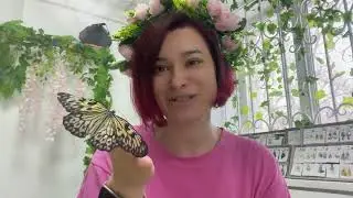 В какой куколке прячется эта бабочкак Идия