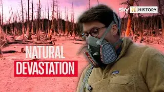 Why are all the trees dying? | What On Earth?