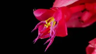 Timelapse Nature  Flowers in motion