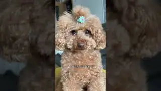 Золотой ребенок по имени Груша