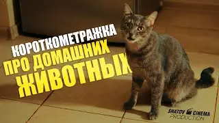 Короткометражка по сценарию чата GPT.
