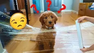 My PUPPIES Reaction To The Invisible Wall Challenge!