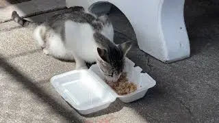 Very Prego Kitty NEEDS HELP in St Kitts on 5.1.2023