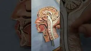 pharynx model