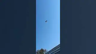 Посадка бойных голубей.
