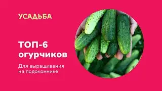 Топ-6 огурчиков для выращивания на подоконнике