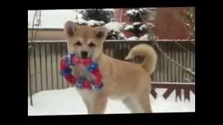 Милый щенок ждет Вас