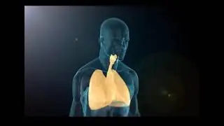 Ses Telleri Mucizesi