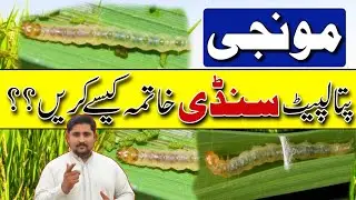 Control Patta Lpait Sundi | leaf folder management in rice | Patta Lpait Sundi | Apna Kisan Pakistan