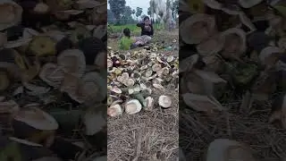 កាប់ត្នោតហូប