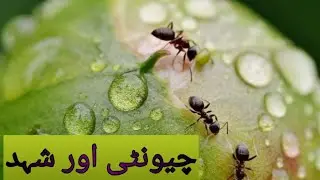 Zayda ki chahat ghafil kr deti hai....  //Taleemi Markaz//