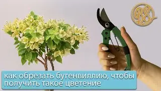 How to prune bougainvillea for lush blooms