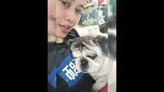 KERJA MENGASUH ANJING ITU PENUH RESIKO NGAK HANYA CAPEK (KISAH TKW HONGKONG)