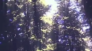 STILL CORNERS  'Into the trees' Official video   by 'ALTERnative Marvel Channel'
