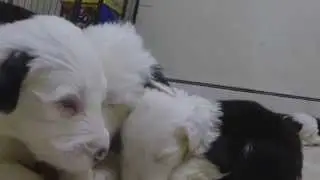 Puppies & GoPro Hero 3+ Black Edition 240 FPS Unedited Audio