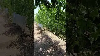 Полив винограда при + 40°. 05.07.2024