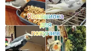 КОРЕЛЛА ГОВОРИТ И ПОЁТ АРЧИ ОЧЕНЬ УМНЫЙ ПОПУГАЙ, копошилка для попугаев