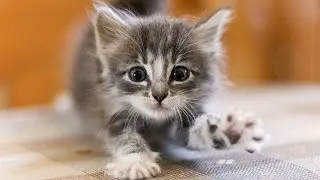 Приколы с котами и котятами
