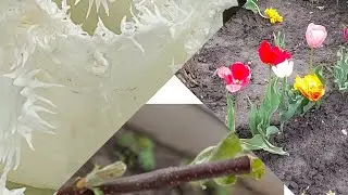 Чарівні тюльпани, розсада, і ура з мене буде Мічурін! 🤩🍏