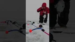 Корюшка просто троллит меня #smelt #fishing #корюшка #fish