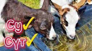 Көп сүт алу үшін суды қанша беру керек? Зоотехник мамандардың құпиясы? Сүтті сиыр, goats drink water