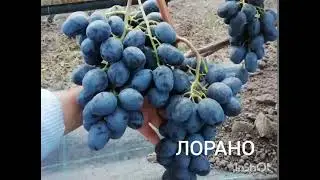 Лорано