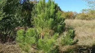 Грибалка, Донбасс