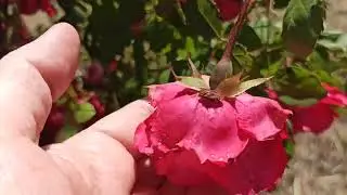 ЖИВУ НА КУБАНИ  МОЙ ДОМ В СТАНИЦЕ