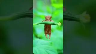 mazami silarga mazami