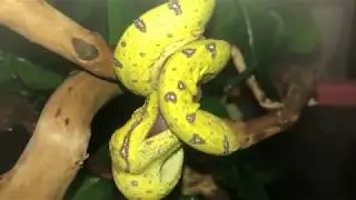Feeding My Snakes ! (RAW)