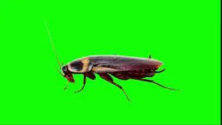 COACKROACH - GREEN SCREEN VIDEOS