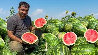HARVESTING WATERMELONS! HARVESTING CUCUMBER! COOKING WATERMELON CAKE AND MAKING JUICE! SEMOLINA CAKE