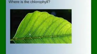 Photosynthesis Part 1: An Overview