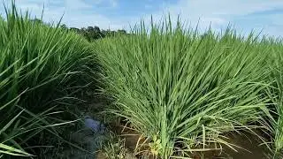 RUMPUN CIBATU PUTIH