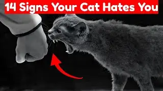 14 Signs Your Cat Hates You