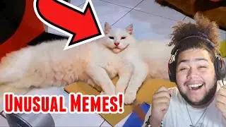 MEMES GALORE! | Unusual Memes REACTION!
