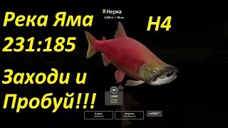 Русская рыбалка 4. Река Яма. Рыбалка на точке 231:185